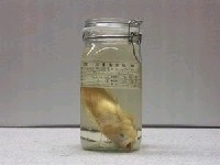 藏品(條紋花鮨)的圖片